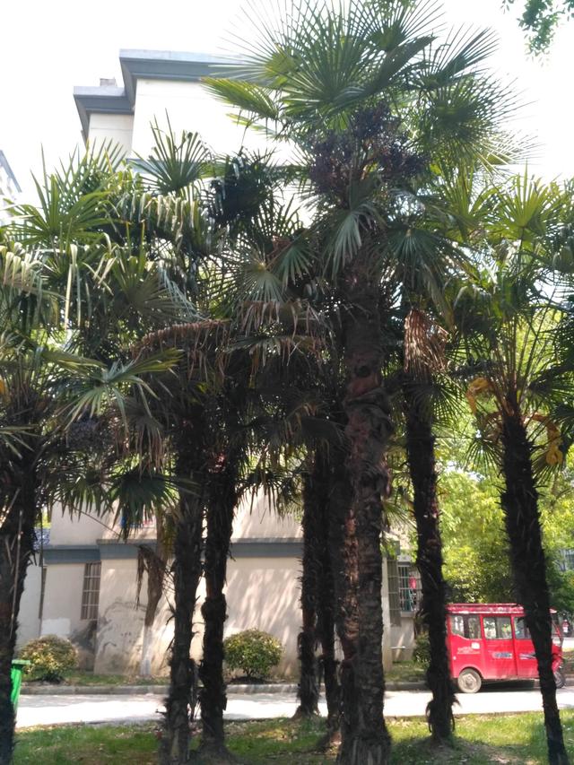 北方人第一次看到南方樹，松濤棕櫚樹開花